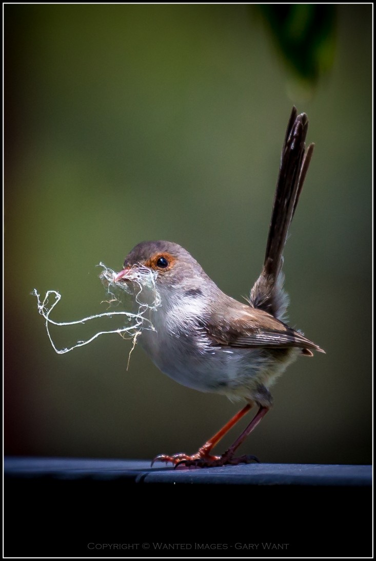 Female Superb fairywren gathers nesting material.