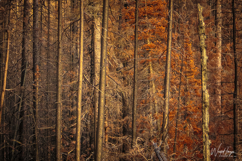 Sunset on burnt forest at Jasper