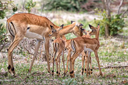 Mammals