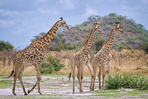 Wildlife