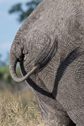 Mammals