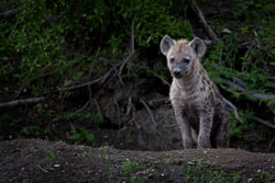 Wildlife