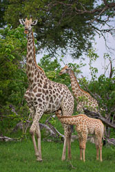 Mammals