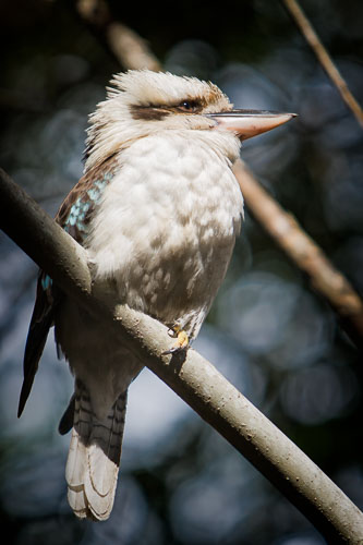 Birds