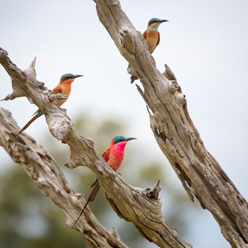 Birds