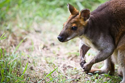 Marsupials and Monotremes