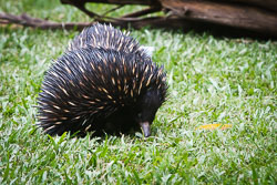 Marsupials and Monotremes