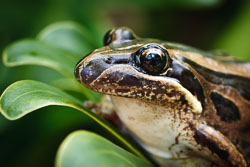 Amphibians and Reptiles