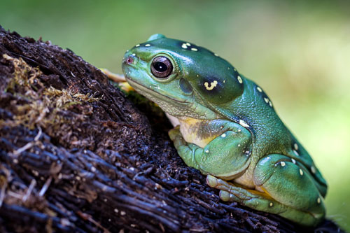 Wildlife