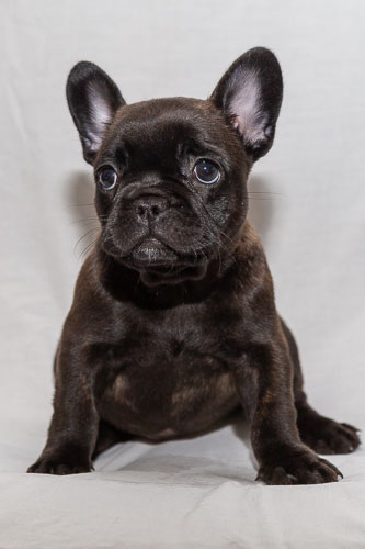 Puppies 2019