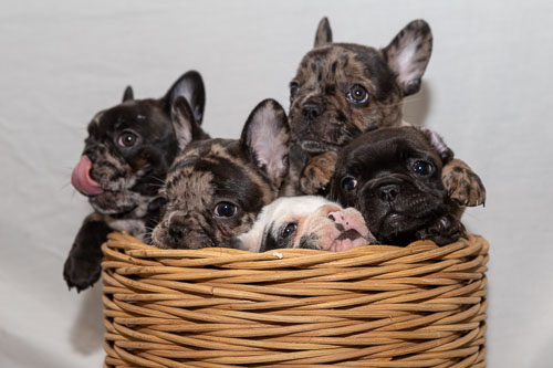 Puppies 2019