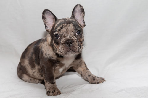 Puppies 2019