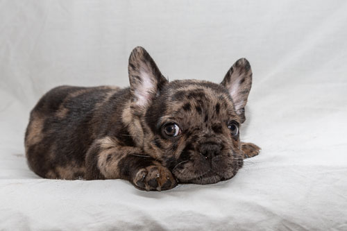 Puppies 2019