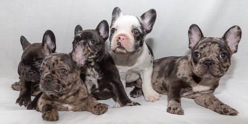 Puppies 2019