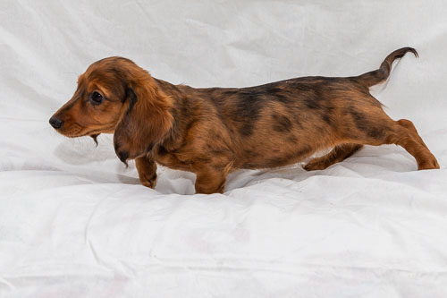 Puppies 2020