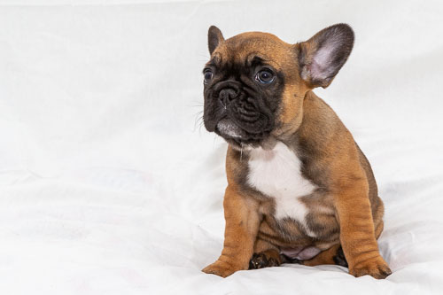 Puppies 2020