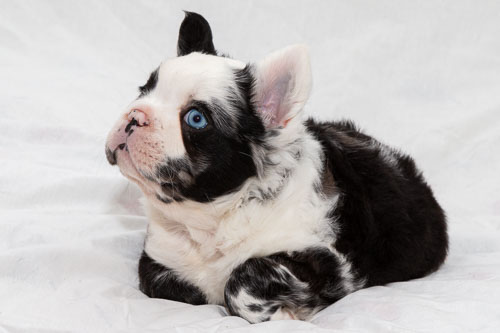 Puppies 2020