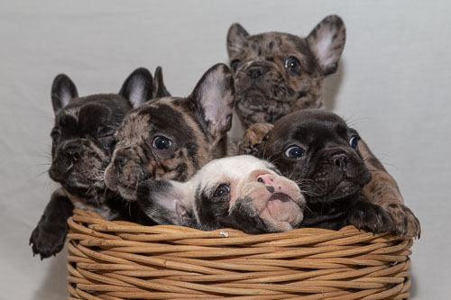 Pet Photography