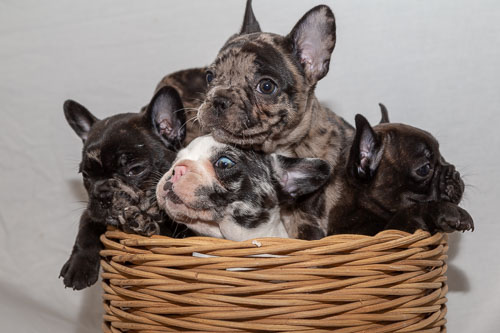 French Bulldogs  2019 Litter