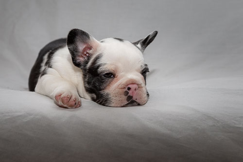 French Bulldogs  2019 Litter