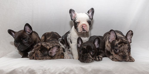 French Bulldogs  2019 Litter