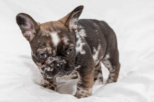 French Bulldogs 2020 Litter