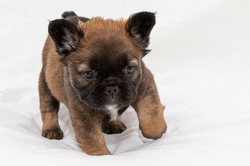 French Bulldogs 2020 Litter