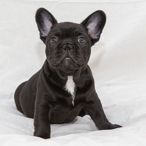 Pet Photography