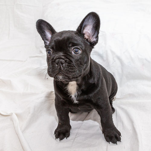 French Bulldogs 2020 Litter