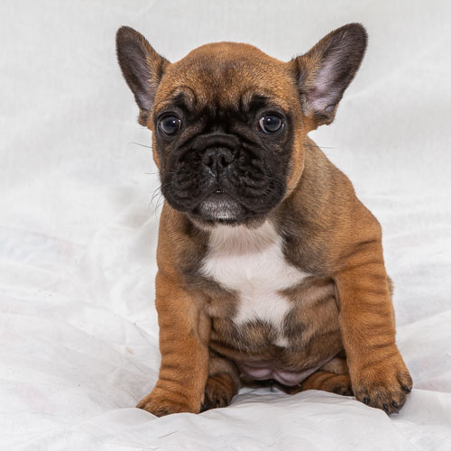 Pet Photography