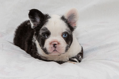 French Bulldogs 2020 Litter