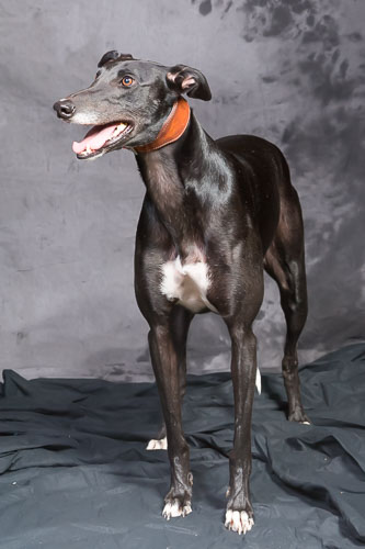 Pet Photography