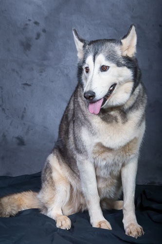 Pet Photography