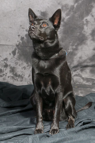 Pet Photography