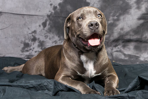 Pet Barn Shoot