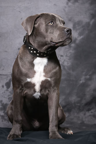Pet Barn Shoot