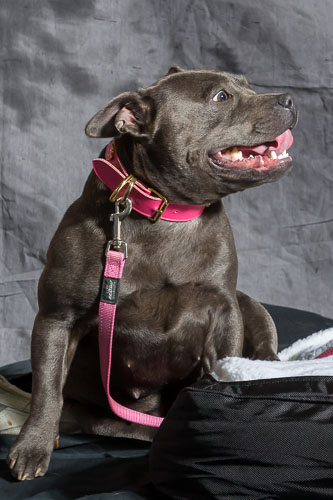 Pet Barn Shoot