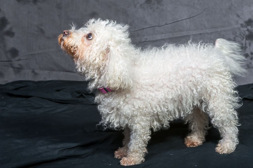 Pet Photography