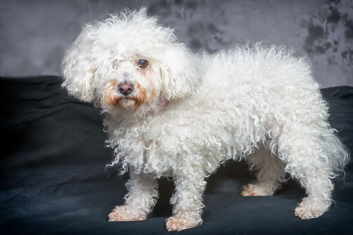 Pet Photography