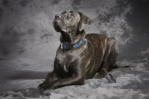 Pet Photography